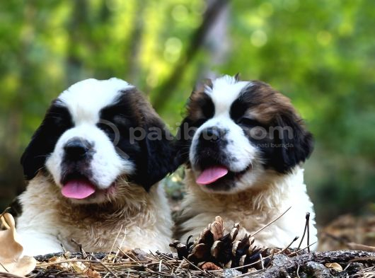 Devasa Köpek Sai̇nt Bernard Yavrular görsel