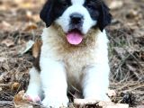 DEVASA KÖPEK SAİNT BERNARD YAVRULAR