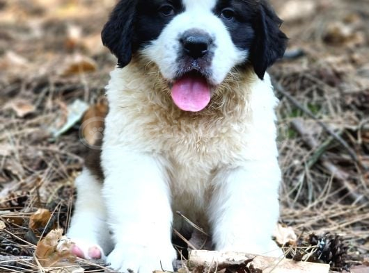 Devasa Köpek Sai̇nt Bernard Yavrular