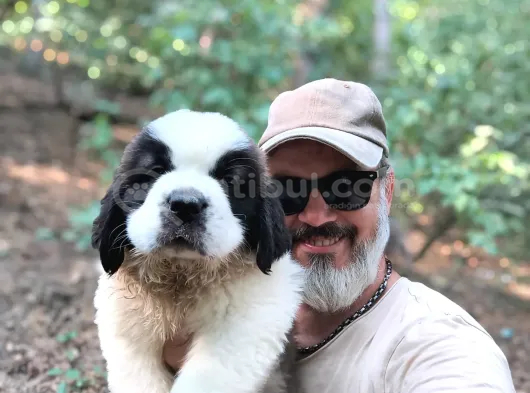 Devasa Köpek Sai̇nt Bernard Yavrular görsel