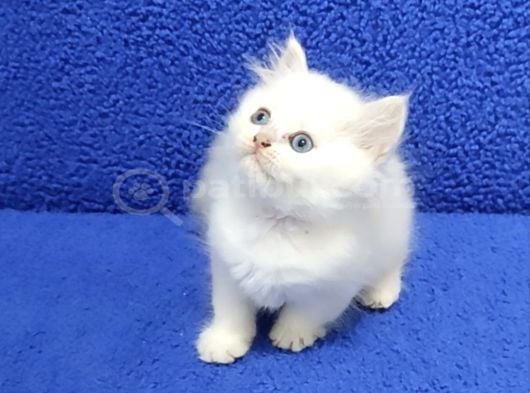 Long Hair Mavi Boncuk Silver Yavrumuz Teslime Hazırdır görsel