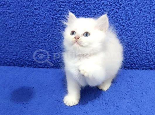 Long Hair Mavi Boncuk Silver Yavrumuz Teslime Hazırdır görsel