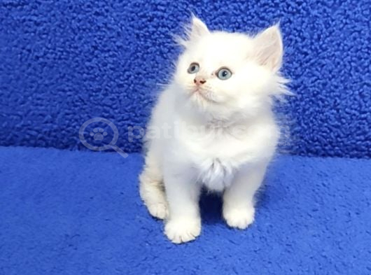 Long Hair Mavi Boncuk Silver Yavrumuz Teslime Hazırdır görsel