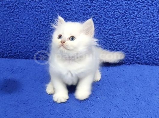Long Hair Mavi Boncuk Silver Yavrumuz Teslime Hazırdır görsel