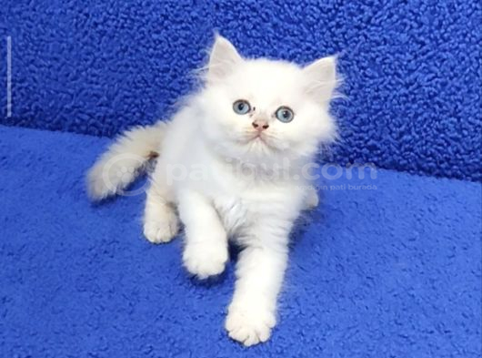 Long Hair Mavi Boncuk Silver yavrumuz teslime hazırdır
