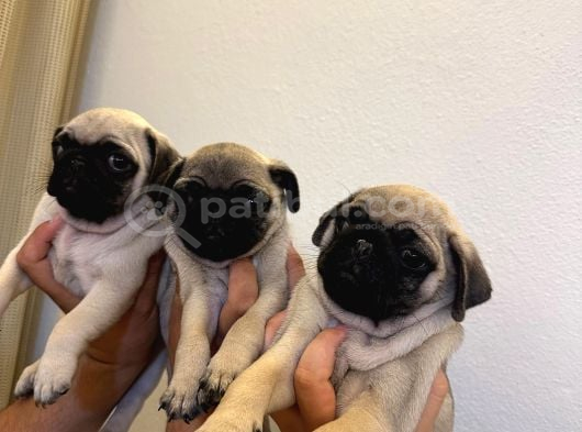 Sıfır Burun Gül Kuyruk Pug Mops görsel