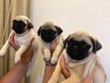 Sıfır Burun Gül Kuyruk Pug Mops
