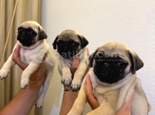 Sıfır Burun Gül Kuyruk Pug Mops