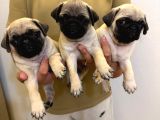 Sıfır Burun Gül Kuyruk Pug Mops