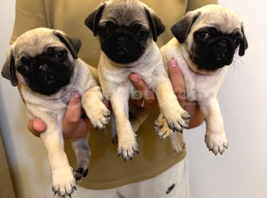 Sıfır Burun Gül Kuyruk Pug Mops görsel