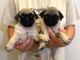 Sıfır Burun Gül Kuyruk Pug Mops