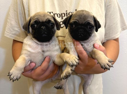 Sıfır Burun Gül Kuyruk Pug Mops görsel
