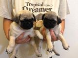 Sıfır Burun Gül Kuyruk Pug Mops