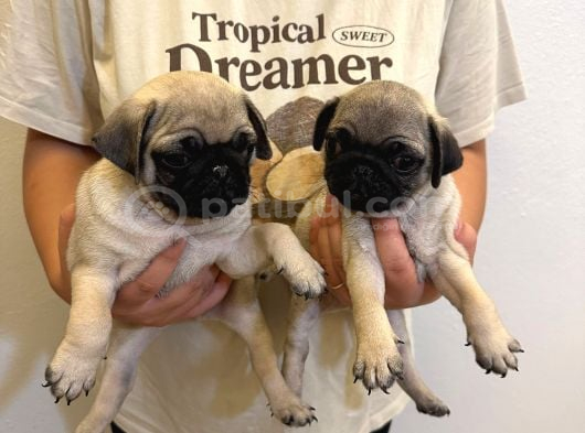 Sıfır Burun Gül Kuyruk Pug Mops görsel