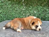 Gerçek Japon Akita Yavruları