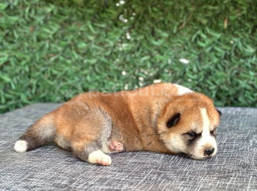 Gerçek Japon Akita Yavruları görsel