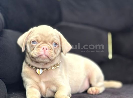 EXZOTİC PİNK PUG YAVRUMUZ
