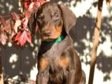 A KALİTE KIZIL VE SİYAH DOBERMAN BEBEKLERİM