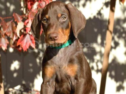 A KALİTE KIZIL VE SİYAH DOBERMAN BEBEKLERİM
