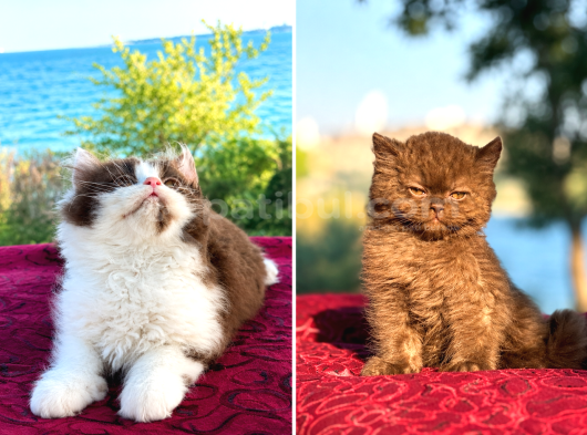 Yavrularımız Yeni Yuvasına Gitmeye Hazır görsel