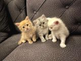 3 adet british longhair yavrular Hepsi erkek