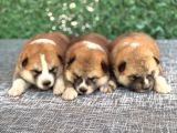 Gerçek Japon Akita Yavruları