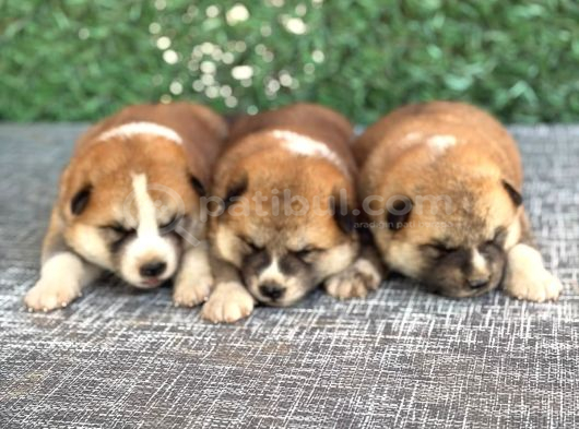 Gerçek Japon Akita Yavruları