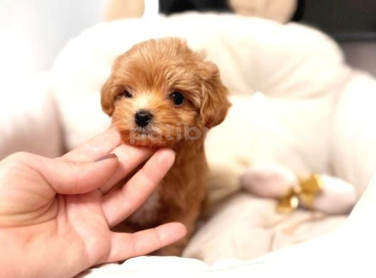 Malti̇poo Ci̇nsi̇ Yavrular Ev Üreti̇mi̇ görsel