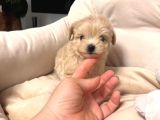 Malti̇poo Ci̇nsi̇ Yavrular Ev Üreti̇mi̇