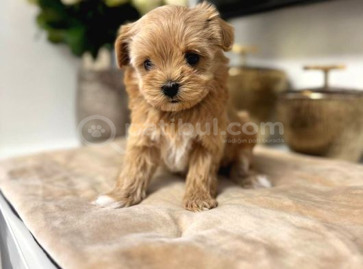 Malti̇poo Ci̇nsi̇ Yavrular Ev Üreti̇mi̇
