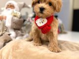 Malti̇poo Ci̇nsi̇ Yavrular Ev Üreti̇mi̇