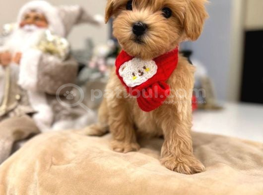 Malti̇poo Ci̇nsi̇ Yavrular Ev Üreti̇mi̇ görsel