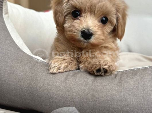 Malti̇poo Ci̇nsi̇ Yavrular Ev Üreti̇mi̇ görsel