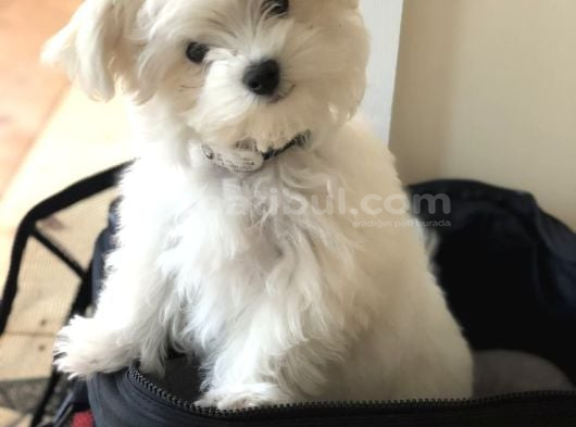 Maltese Terri̇er Ci̇nsi̇ Yavrular görsel