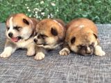 Gerçek Japon Akita Yavruları