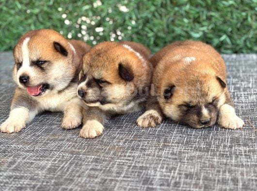Gerçek Japon Akita Yavruları görsel