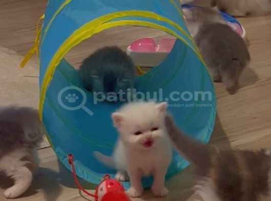 dünyalar tatlısı British Longhair bebeklerimiz