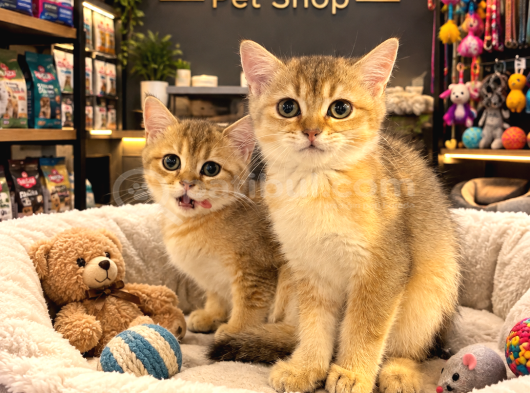 A Kalite British Shorthair Golden Yavrularımız görsel