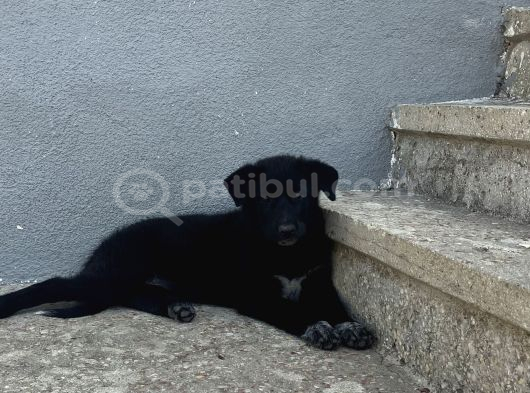 Alman Kurdu Kırması görsel