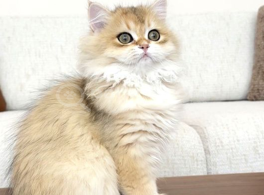 Yarışma Standartlarında Golden Erkek görsel