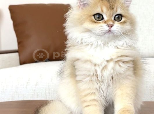 Yarışma Standartlarında Golden Erkek görsel