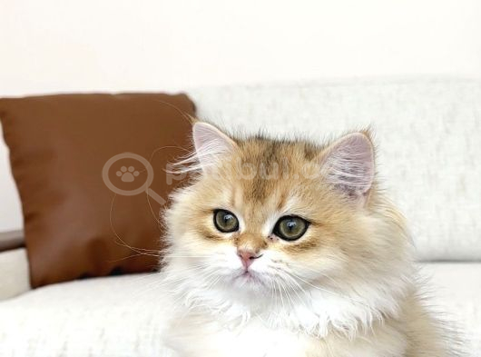 Yarışma Standartlarında Golden Erkek görsel