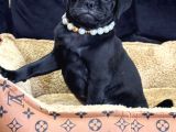 Si̇yah İnci̇ Pug Yavrularimiz