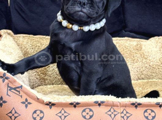 Si̇yah İnci̇ Pug Yavrularimiz görsel