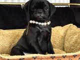 Si̇yah İnci̇ Pug Yavrularimiz