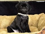 Si̇yah İnci̇ Pug Yavrularimiz