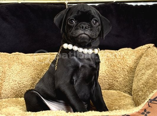 SİYAH İNCİ PUG YAVRULARIMIZ