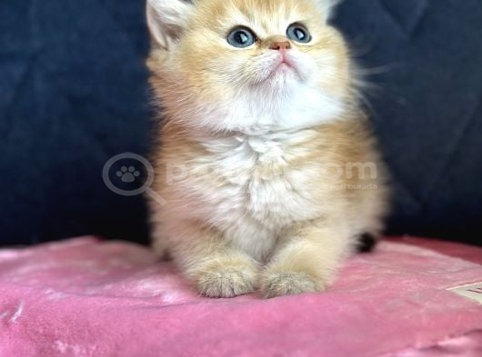 Secereli Show Kalite British Golden görsel