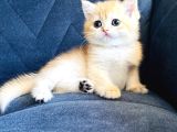 Secereli Show Kalite British Golden