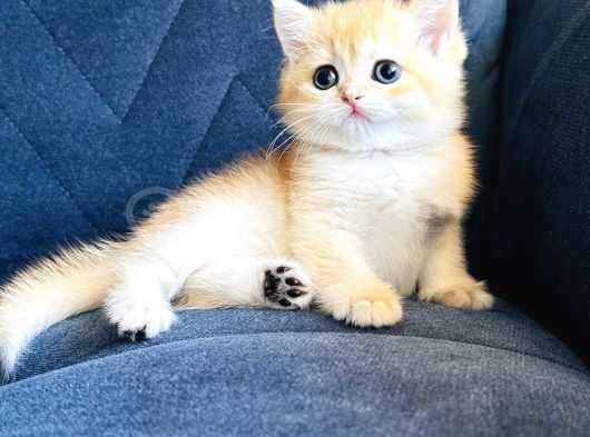 Secereli Show Kalite British Golden görsel